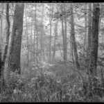 Nebel in der Brucker Lache 1988