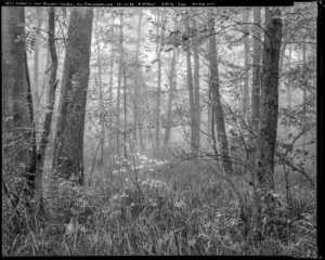 Nebel in der Brucker Lache 1988