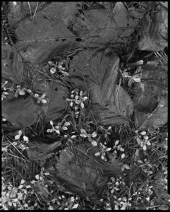 Waldboden, Brucker Lache, 1987